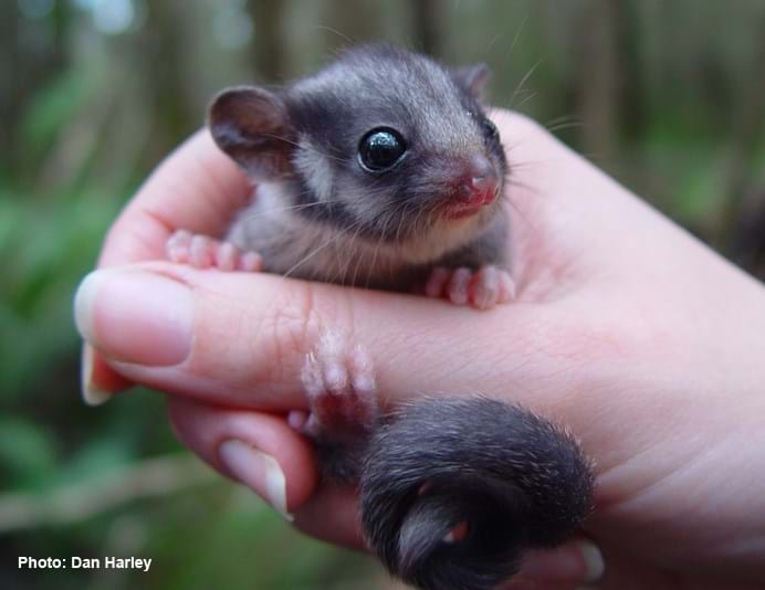 Leadbeater's Possum